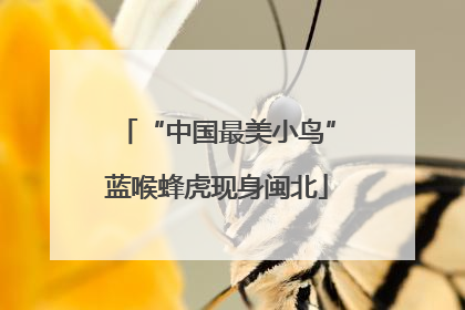 “中国最美小鸟”蓝喉蜂虎现身闽北