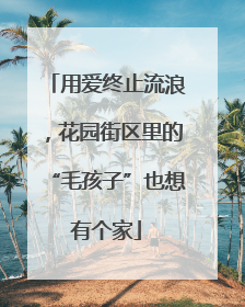 用爱终止流浪，花园街区里的“毛孩子”也想有个家