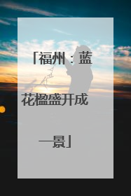 福州：蓝花楹盛开成一景