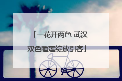 一花开两色 武汉双色睡莲绽放引客