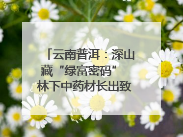 云南普洱：深山藏“绿富密码” 林下中药材长出致富新图景