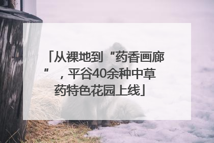 从裸地到“药香画廊”，平谷40余种中草药特色花园上线