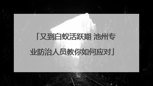 又到白蚁活跃期 池州专业防治人员教你如何应对