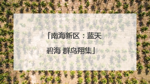 南海新区：蓝天碧海 群鸟翔集