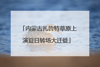 内蒙古扎鲁特草原上演夏日转场大迁徙