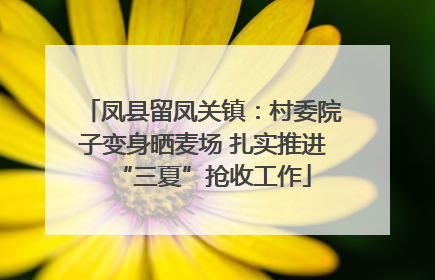 凤县留凤关镇：村委院子变身晒麦场 扎实推进“三夏”抢收工作