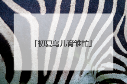 初夏鸟儿育雏忙