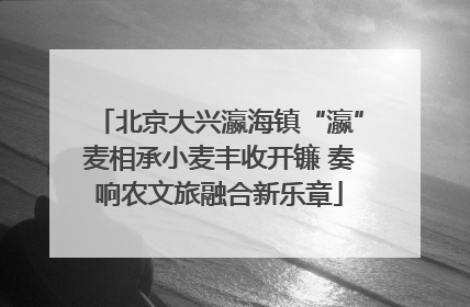 北京大兴瀛海镇“瀛”麦相承小麦丰收开镰 奏响农文旅融合新乐章