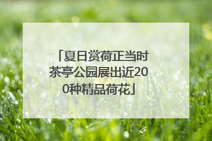 夏日赏荷正当时 茶亭公园展出近200种精品荷花