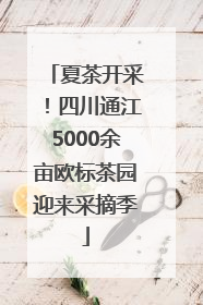 夏茶开采！四川通江5000余亩欧标茶园迎来采摘季