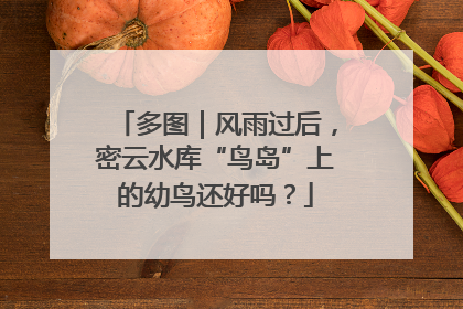 多图｜风雨过后，密云水库“鸟岛”上的幼鸟还好吗？