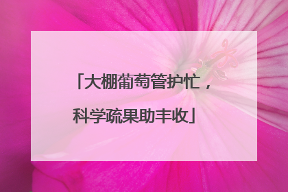 大棚葡萄管护忙，科学疏果助丰收