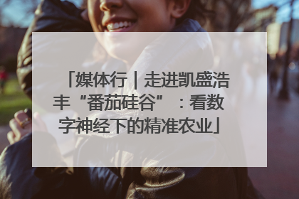媒体行｜走进凯盛浩丰“番茄硅谷”：看数字神经下的精准农业