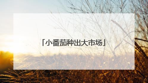 小番茄种出大市场