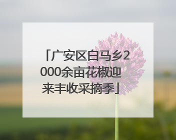 广安区白马乡2000余亩花椒迎来丰收采摘季