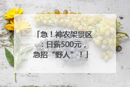 急！神农架景区：日薪500元，急招“野人”！