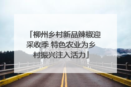 柳州乡村新品辣椒迎采收季 特色农业为乡村振兴注入活力