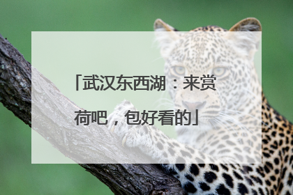 武汉东西湖：来赏荷吧，包好看的