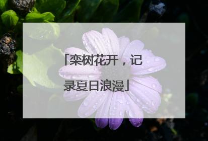 栾树花开，记录夏日浪漫