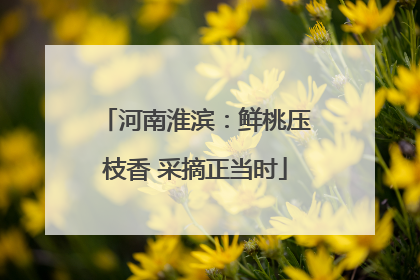 河南淮滨：鲜桃压枝香 采摘正当时