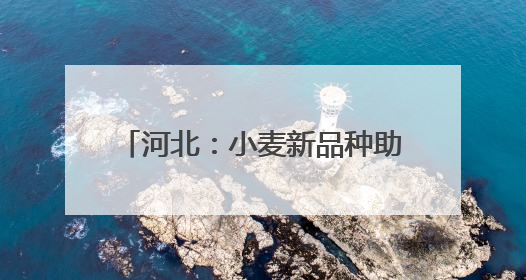 河北：小麦新品种助力农业高质量发展