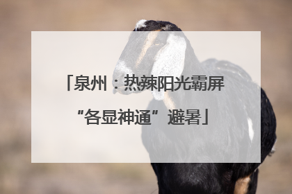 泉州：热辣阳光霸屏 “各显神通”避暑