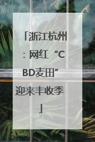 浙江杭州：网红“CBD麦田”迎来丰收季