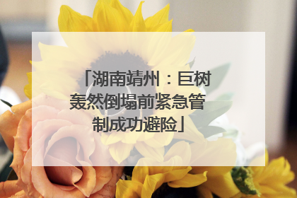 湖南靖州：巨树轰然倒塌前紧急管制成功避险