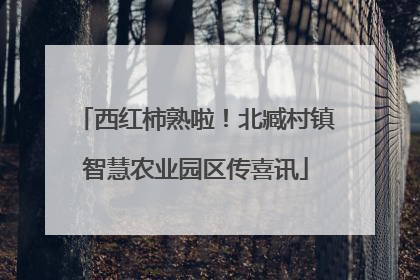 西红柿熟啦！北臧村镇智慧农业园区传喜讯