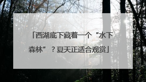 西湖底下藏着一个“水下森林”？夏天正适合观赏