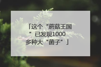 这个“蘑菇王国”已发现1000多种大“菌子”