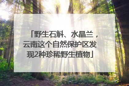 野生石斛、水晶兰，云南这个自然保护区发现2种珍稀野生植物