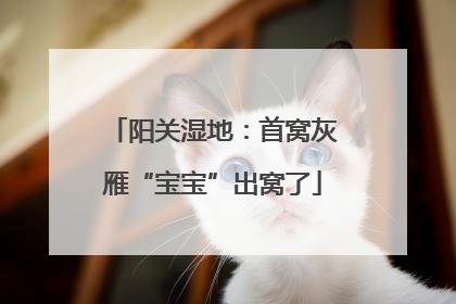 阳关湿地：首窝灰雁“宝宝”出窝了