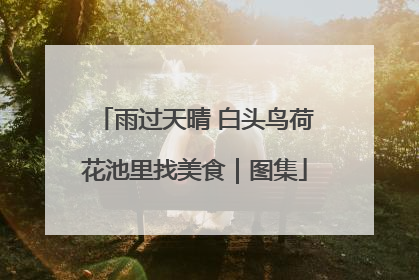 雨过天晴 白头鸟荷花池里找美食｜图集