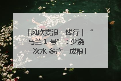 风吹麦浪一线行｜“马兰 1 号”：少浇一次水 多产一成粮