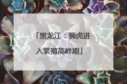 黑龙江：狮虎进入繁殖高峰期